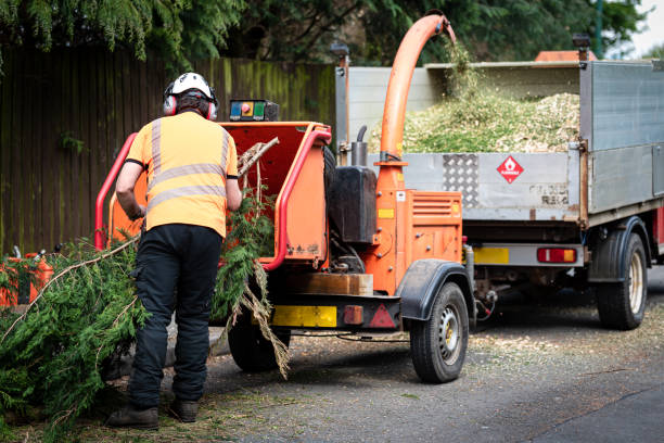 Best Tree Clearing Services  in North Lewisburg, OH